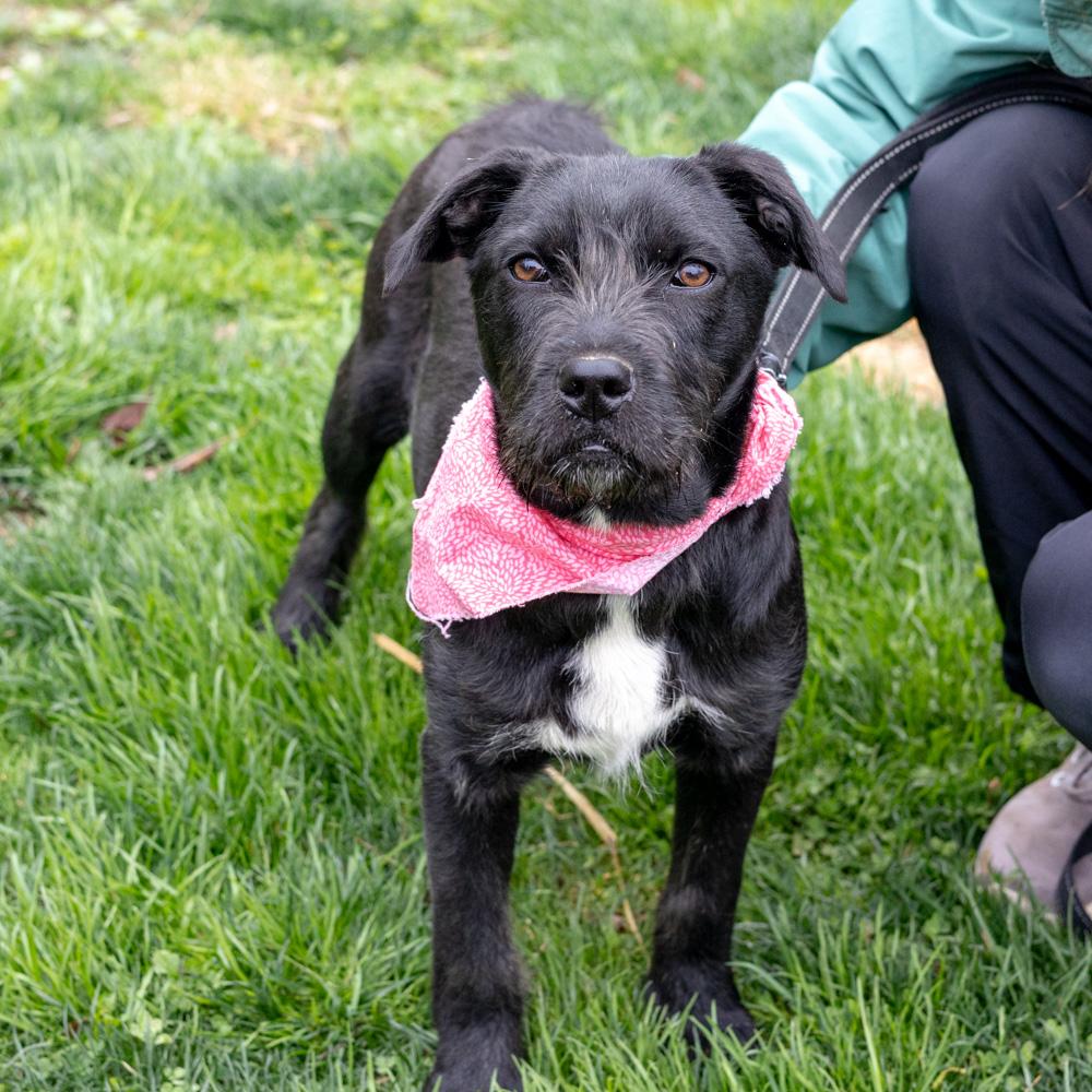 Enlarge Sprout  (Female)    , a Adoptable mixed breed in West Grove, PA image 5/6