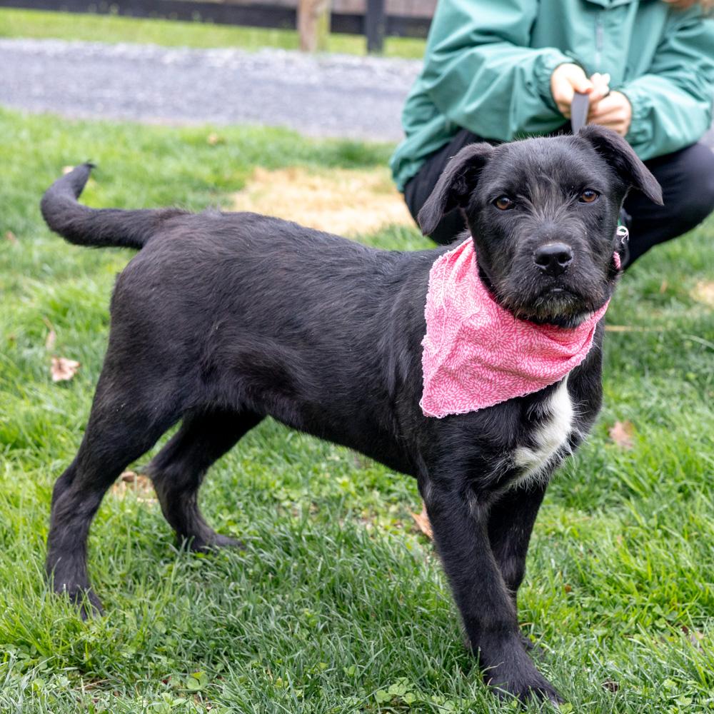 Enlarge Sprout  (Female)    , a Adoptable mixed breed in West Grove, PA image 6/6