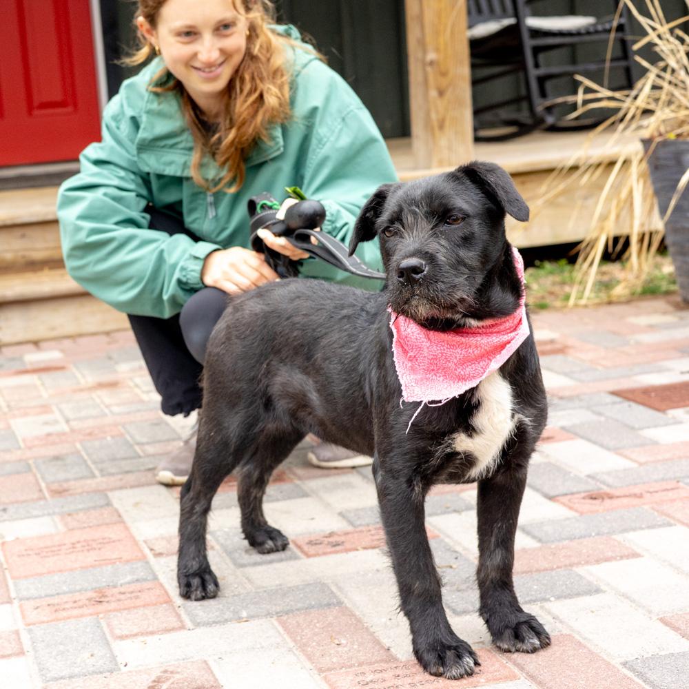 Enlarge Sprout  (Female)    , a Adoptable mixed breed in West Grove, PA image 2/6
