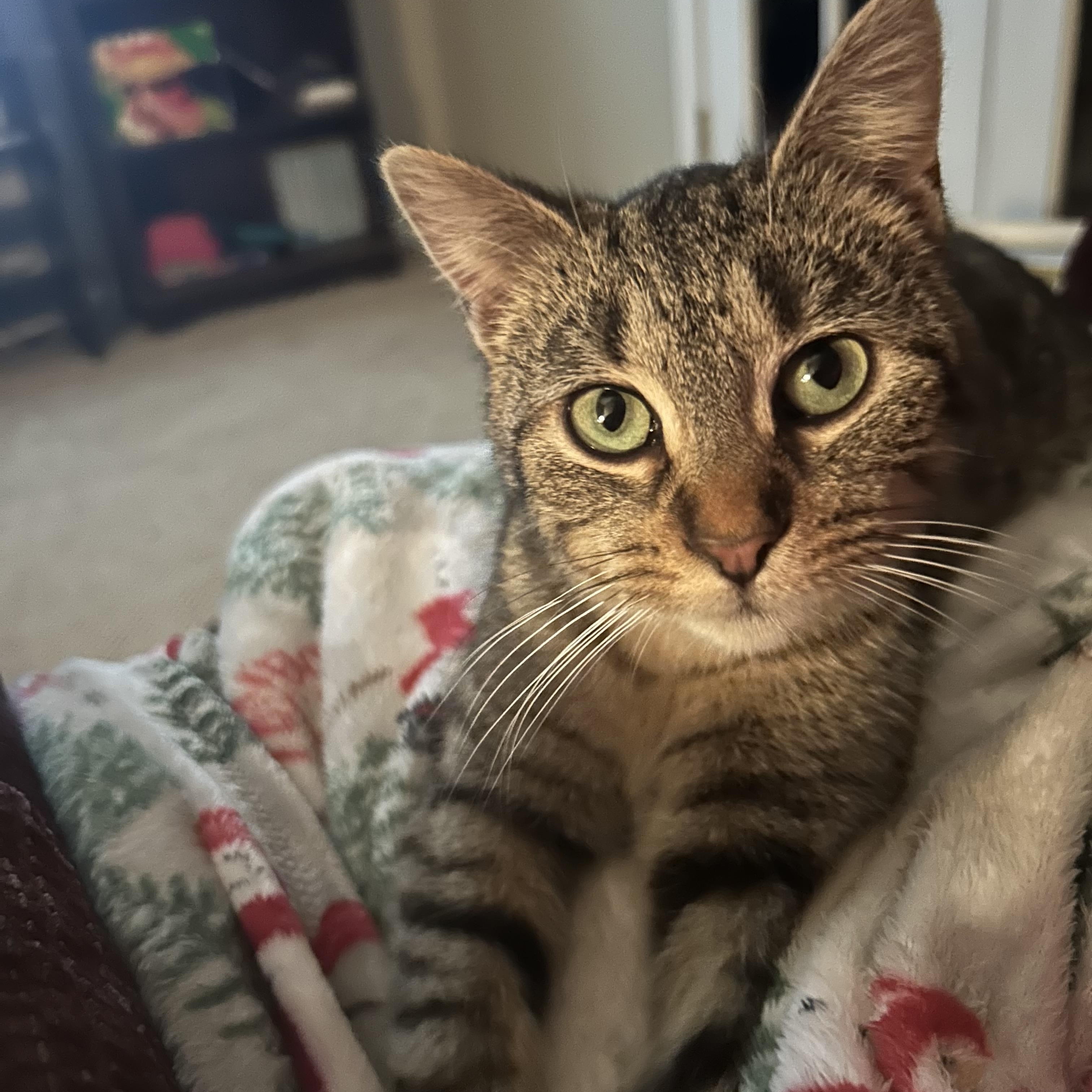 Wilma, Adopted, Young Female Domestic Short Hair.