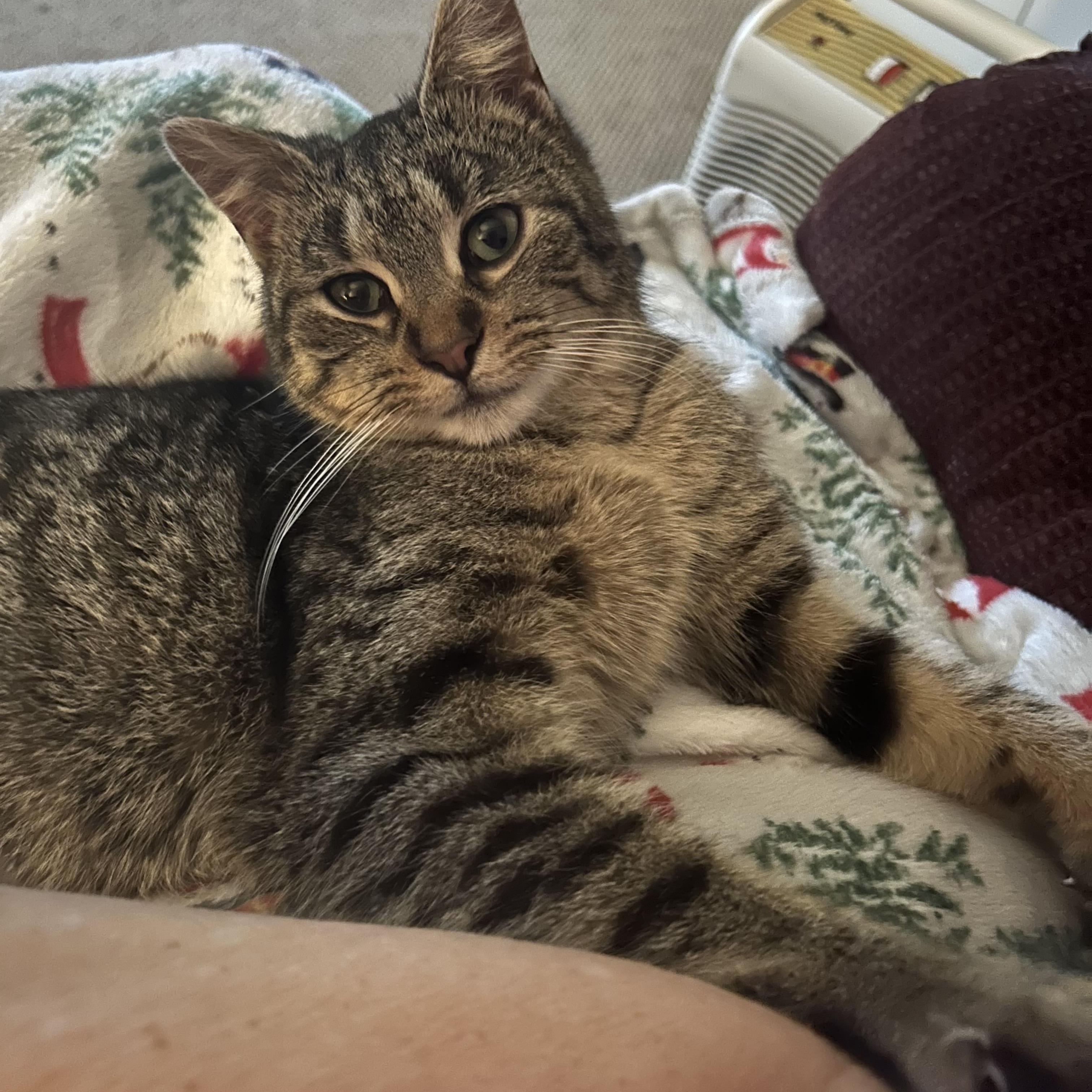 Wilma, a Adopted Domestic Short Hair in Swanton, OH image 2/2