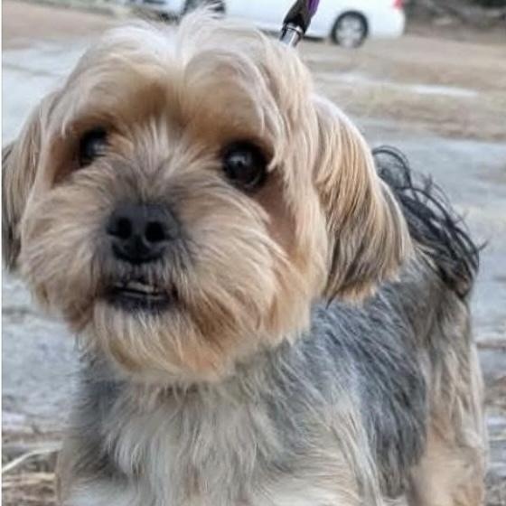 Enlarge Finley, an adopted Yorkshire Terrier in Irmo, SC image 1/1