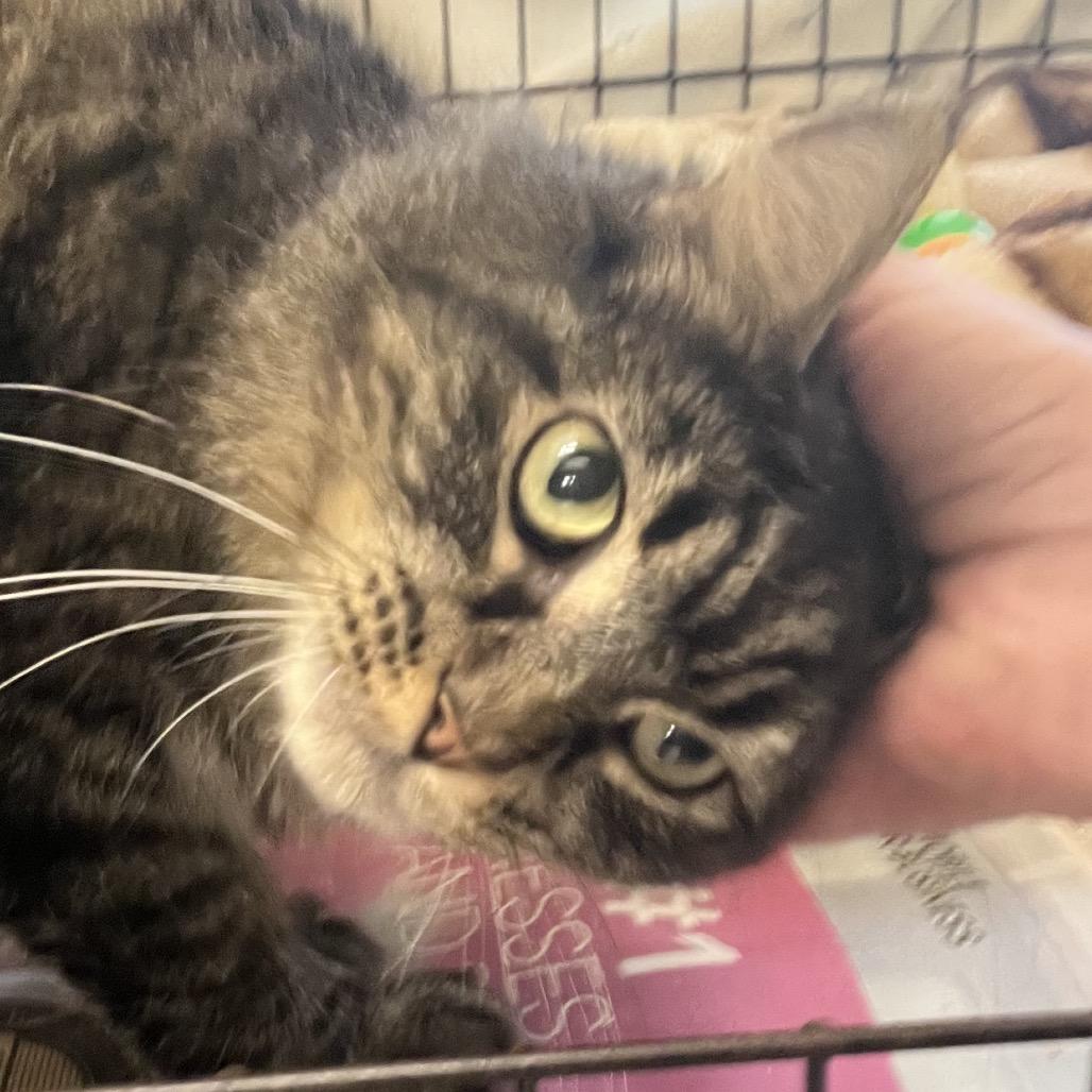 Kris, Adoptable, Young Female Domestic Long Hair.