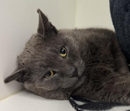 Dash, Adoptable, Adult Male Domestic Short Hair & Domestic Short Hair.