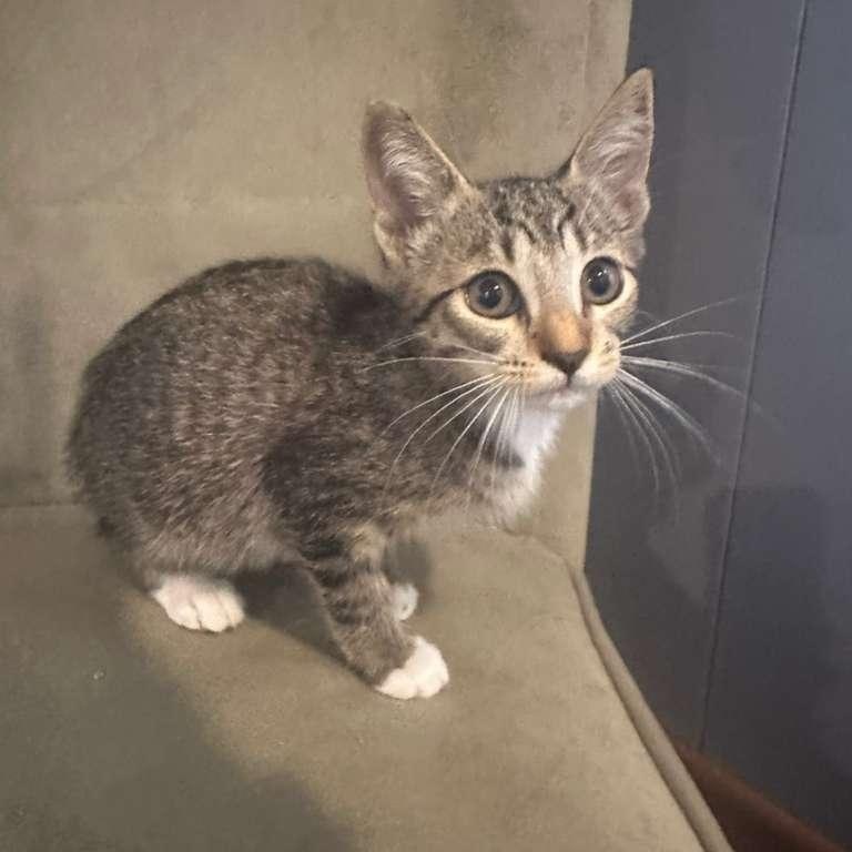 Minna, Adopted, Young Female Tabby.