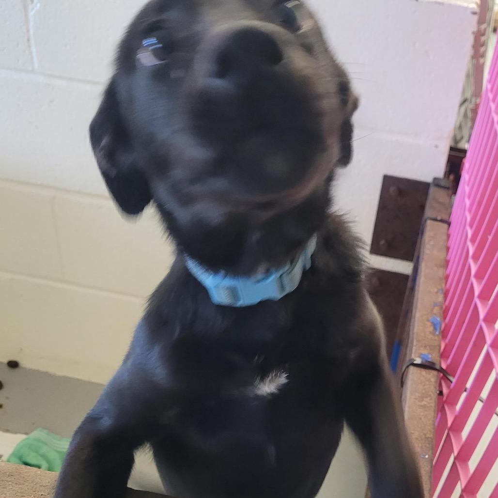 Enlarge Mo, a Adoptable mixed breed in Clarksdale, MS image 1/2