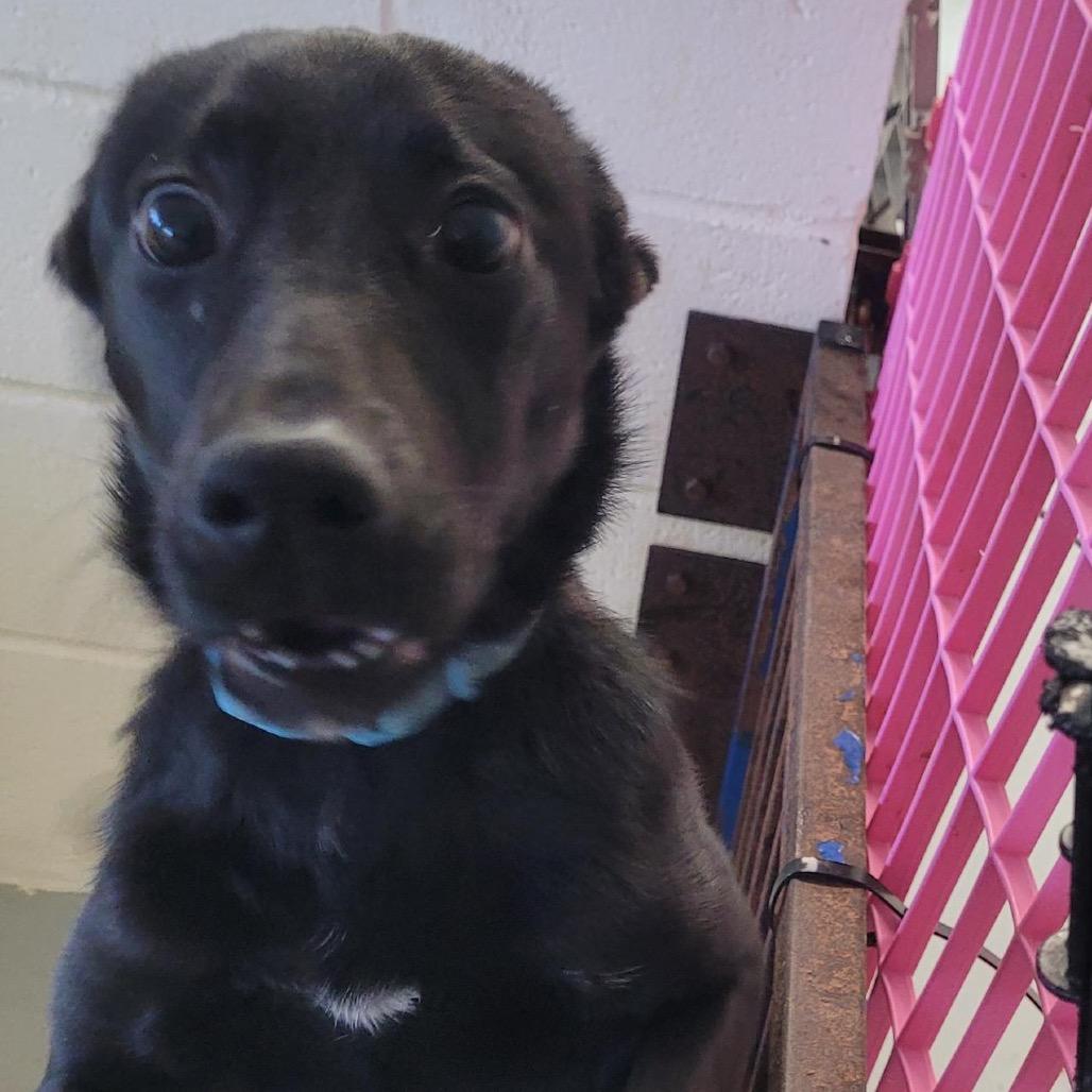 Enlarge Mo, a Adoptable mixed breed in Clarksdale, MS image 2/2