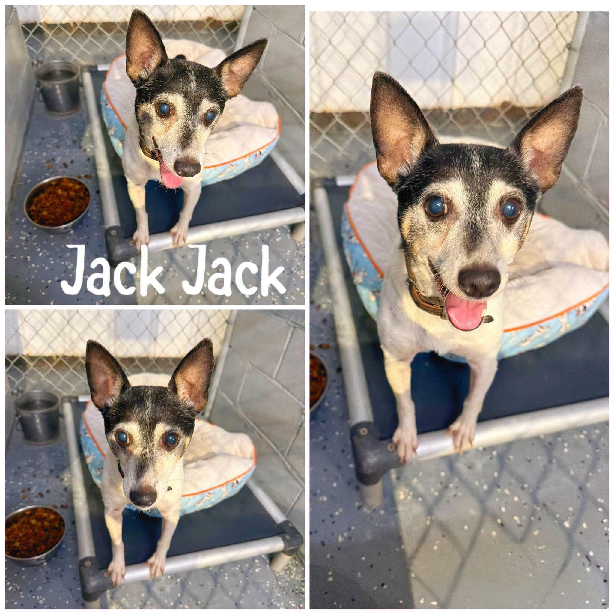 Jack Jack, Adoptable, Senior Male Jack Russell Terrier.