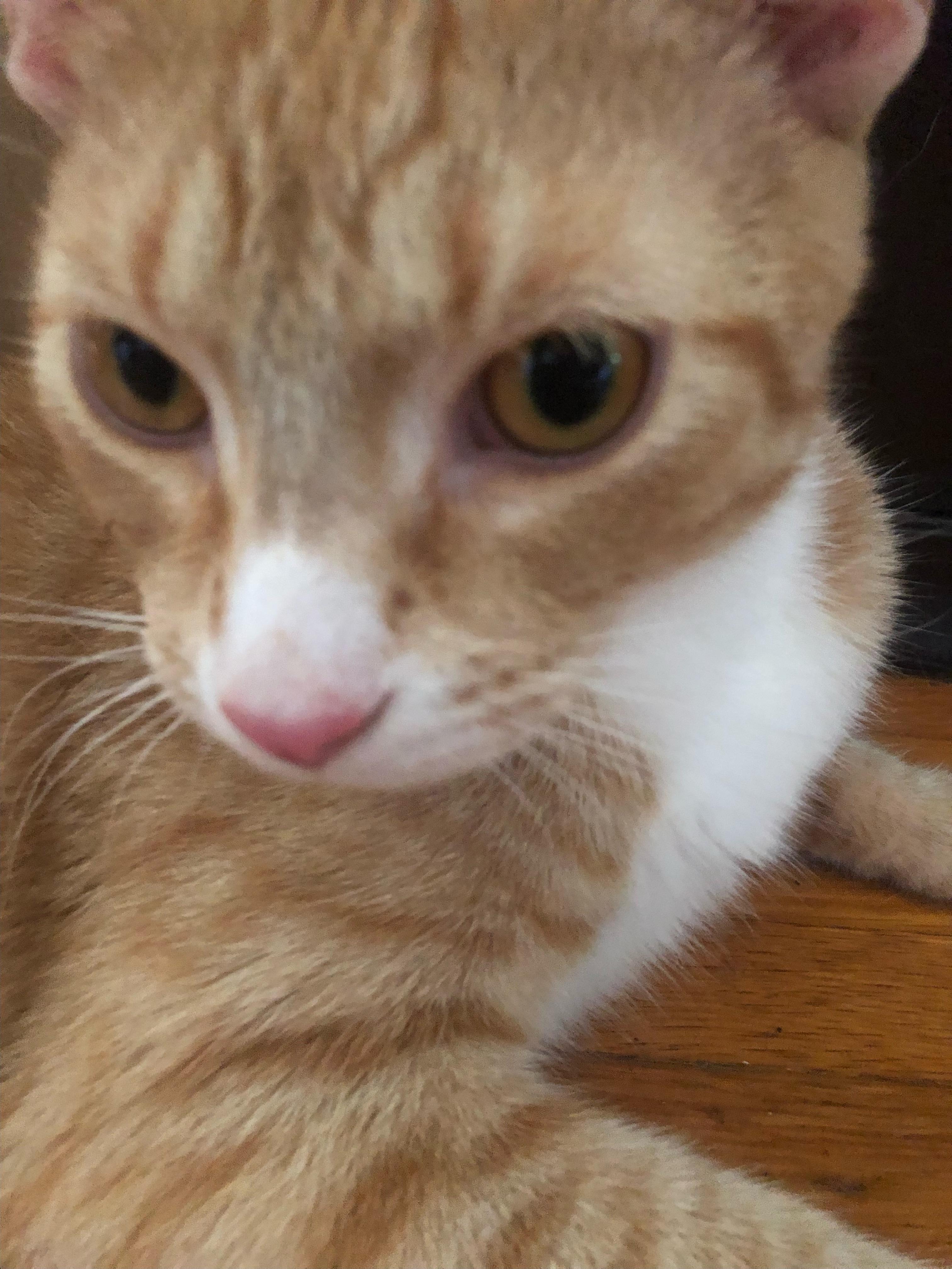 Enlarge Mittens, a Adoptable mixed breed in Mound, MN image 1/1