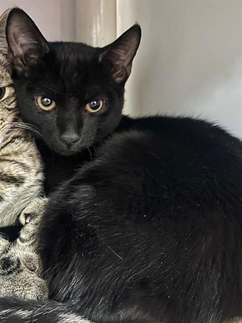 Enlarge JAMES, a Adoptable Domestic Short Hair in Boston, MA image 1/1