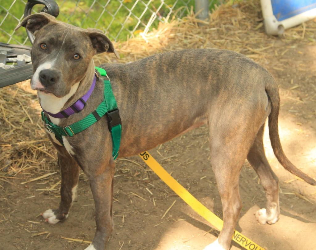 Enlarge Pikachu, a Adoptable Pit Bull Terrier in Utica, MI image 1/5
