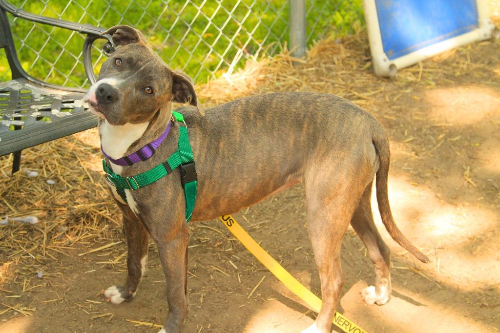 Enlarge Pikachu, a Adoptable Pit Bull Terrier in Utica, MI image 2/5