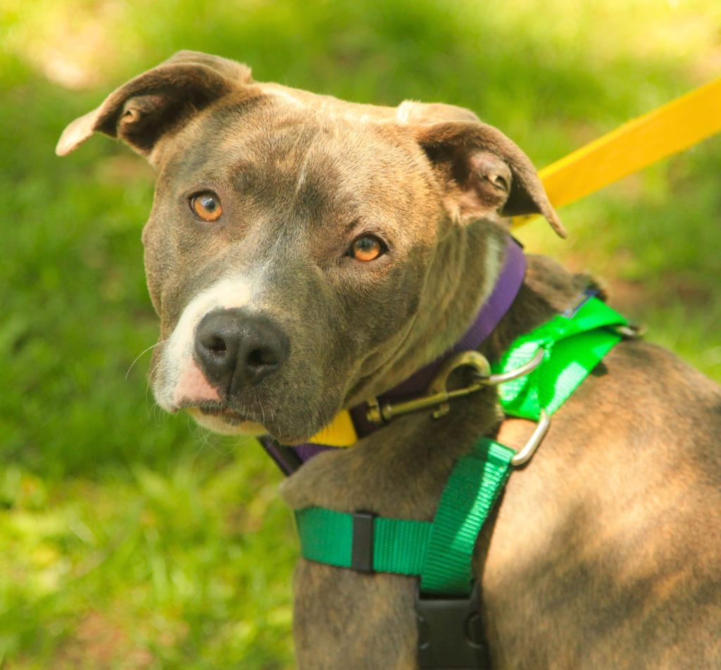 Enlarge Pikachu, a Adoptable Pit Bull Terrier in Utica, MI image 3/5