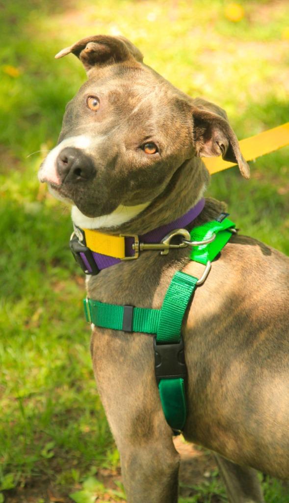 Enlarge Pikachu, a Adoptable Pit Bull Terrier in Utica, MI image 4/5