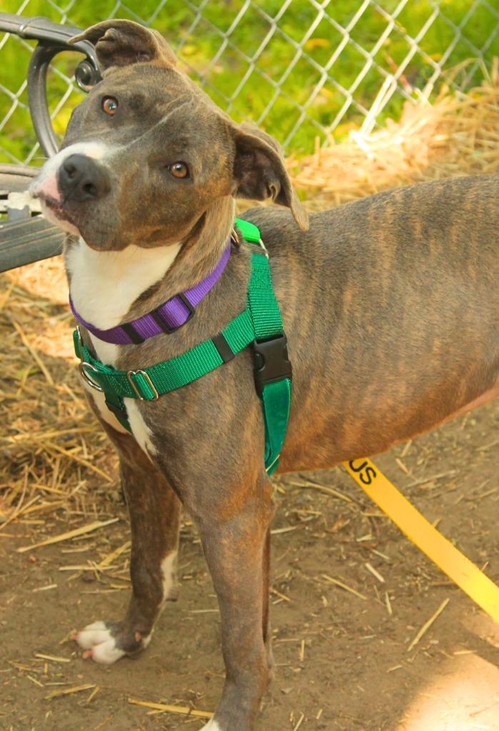 Enlarge Pikachu, a Adoptable Pit Bull Terrier in Utica, MI image 5/5