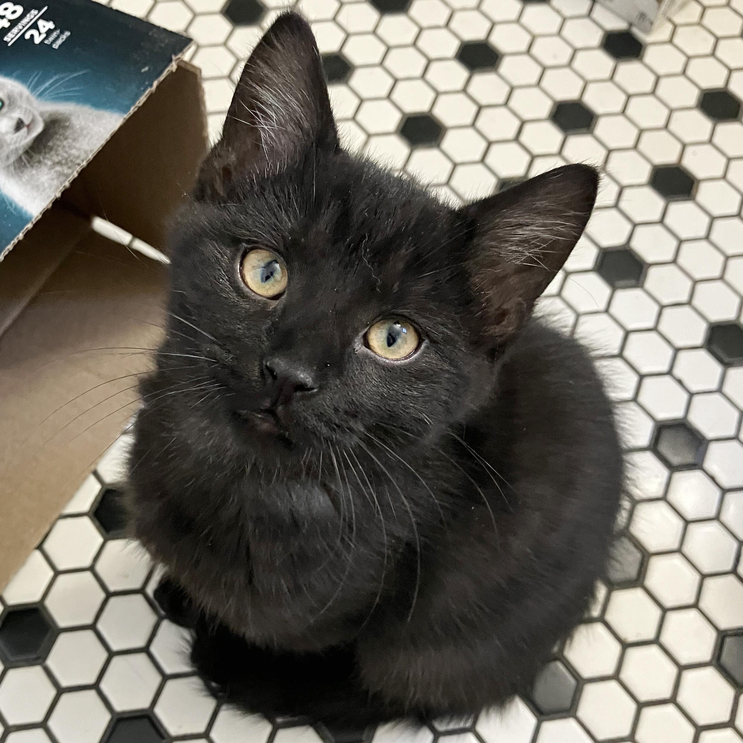 Sparkle, ADOPTABLE, Kitten Female American Shorthair.