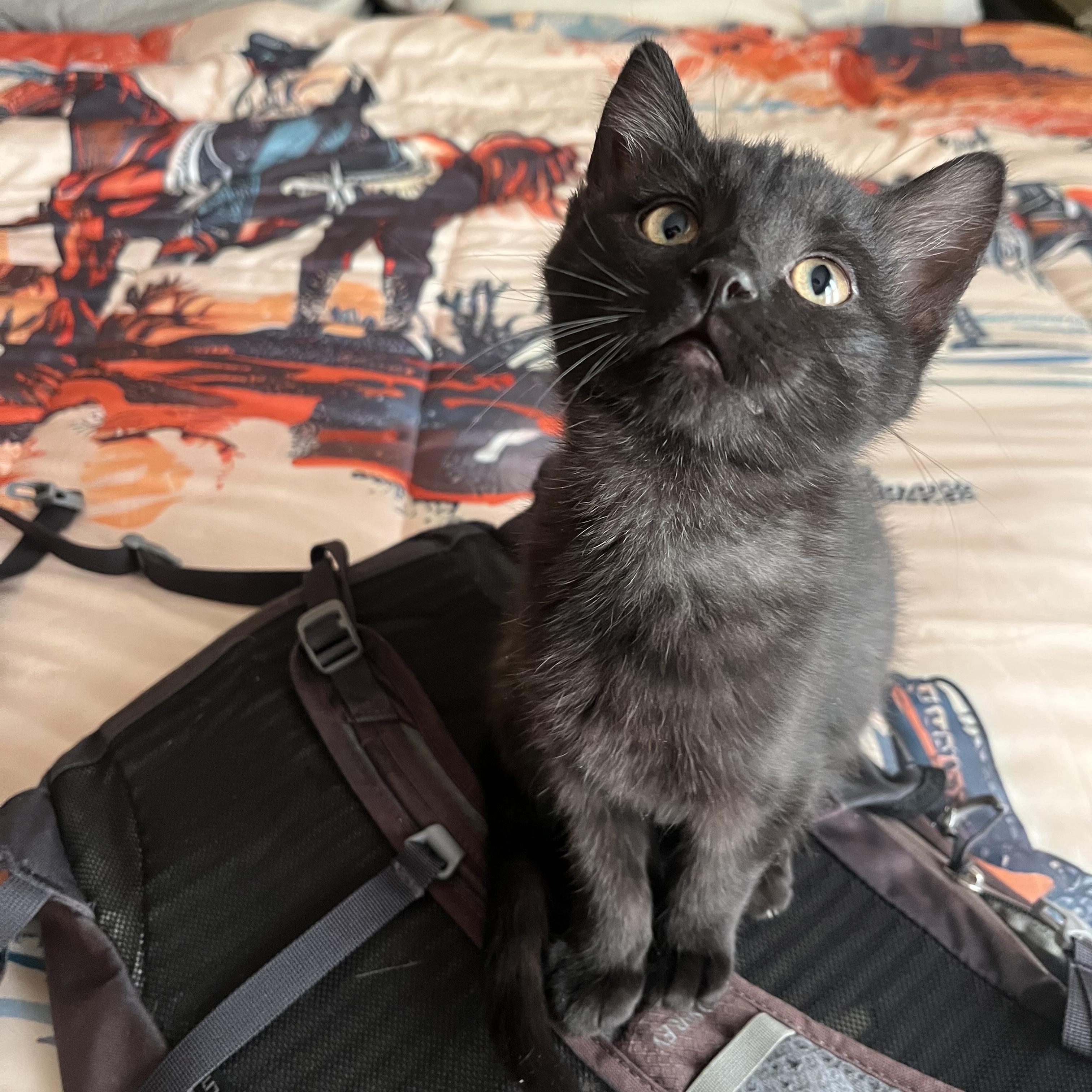 Enlarge Sparkle, a ADOPTABLE American Shorthair in Madison, WI image 2/4