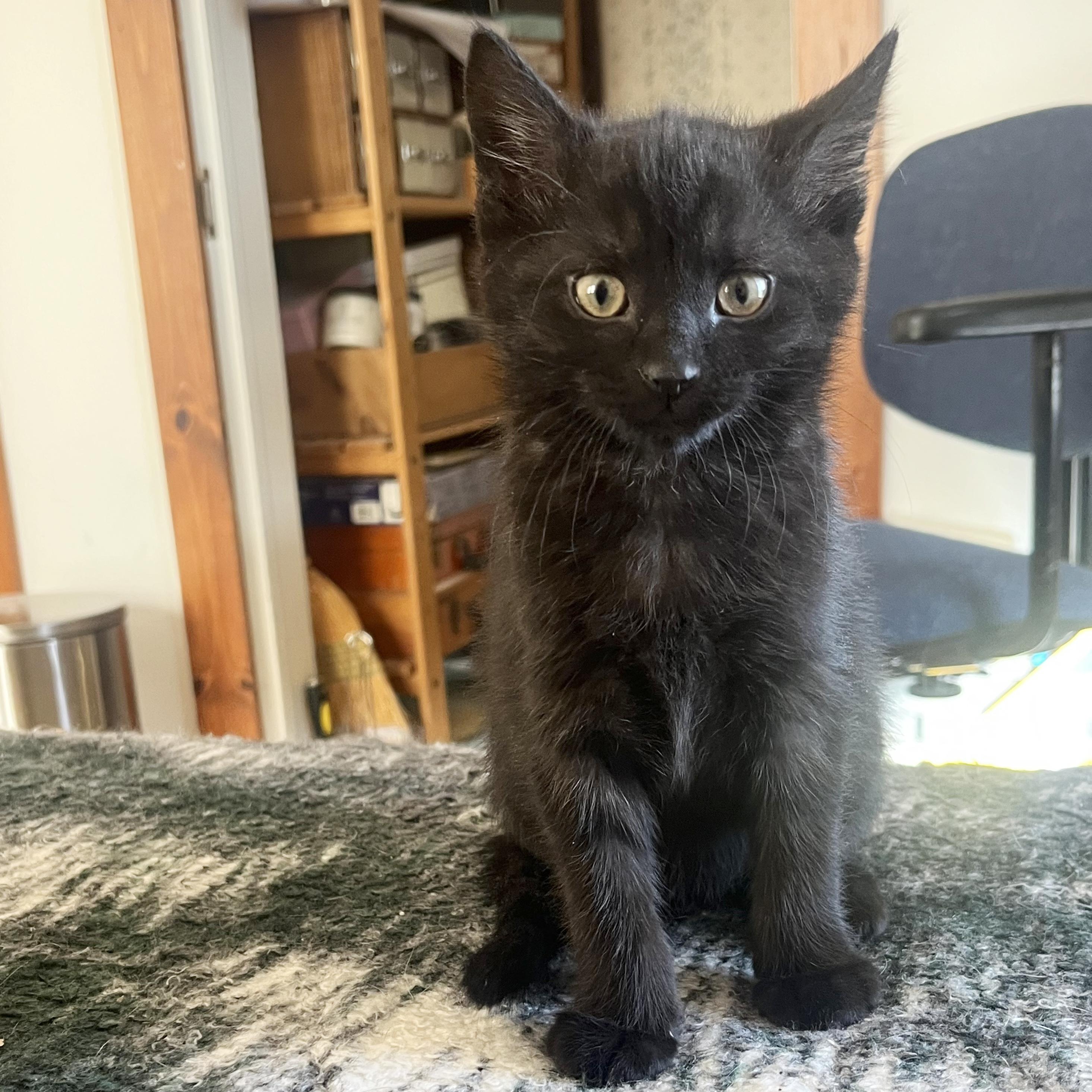 Enlarge Sparkle, a ADOPTABLE American Shorthair in Madison, WI image 4/4