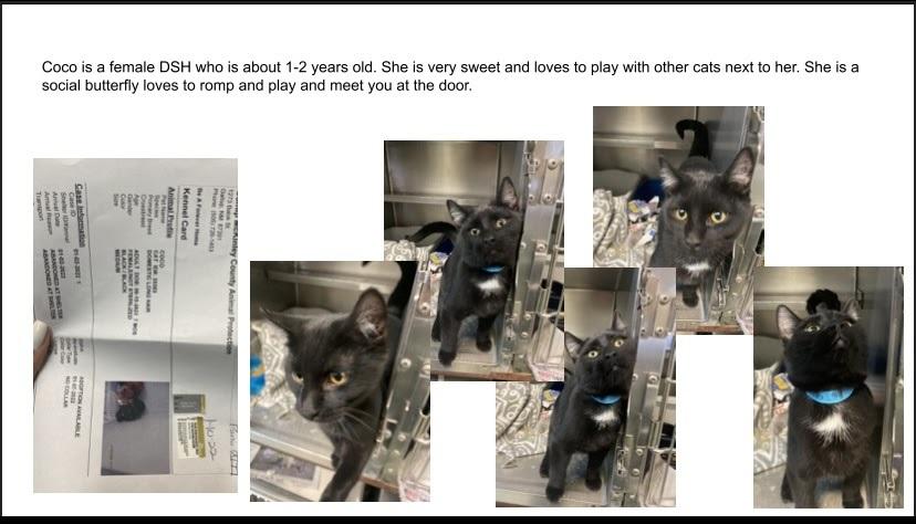 Coco, Adopted, Adult Male Domestic Short Hair.