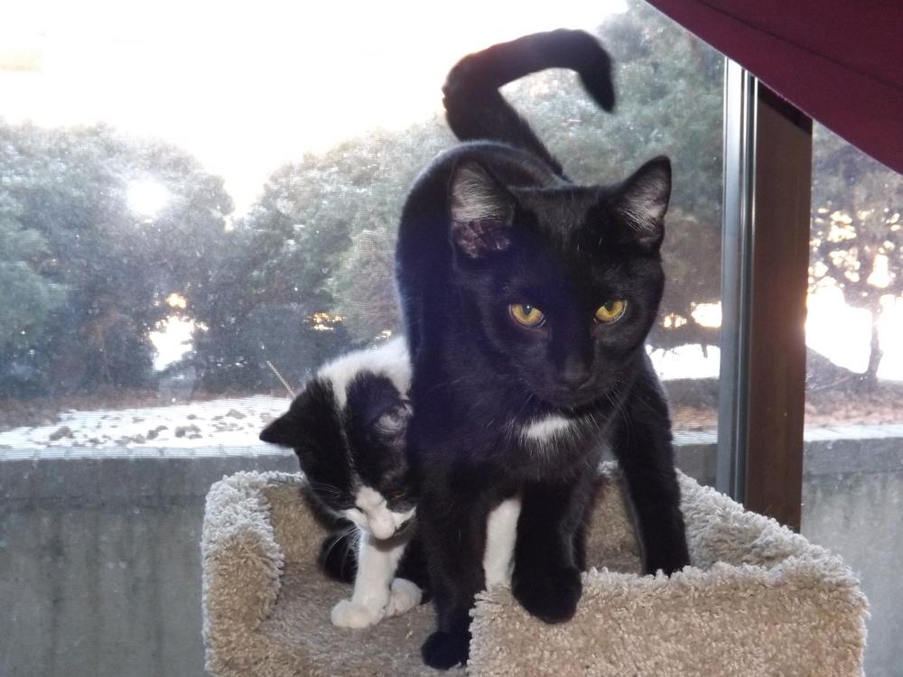 Enlarge Coco, a Adopted mixed breed in Lafayette, CO image 2/5