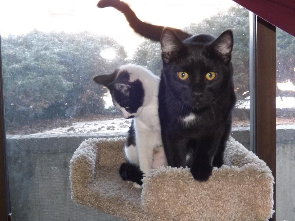 Enlarge Coco, a Adopted mixed breed in Lafayette, CO image 3/5