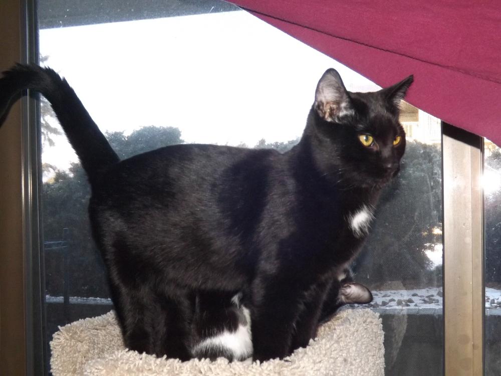 Enlarge Coco, a Adopted mixed breed in Lafayette, CO image 4/5