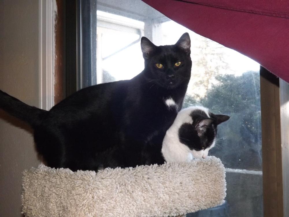 Enlarge Coco, a Adopted mixed breed in Lafayette, CO image 5/5