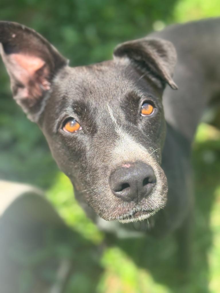 Eli, Adoptable, Adult Male Mixed Breed.