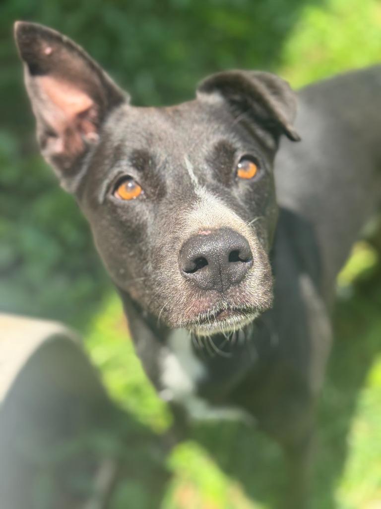 Eli, Adoptable, Adult Male Mixed Breed.