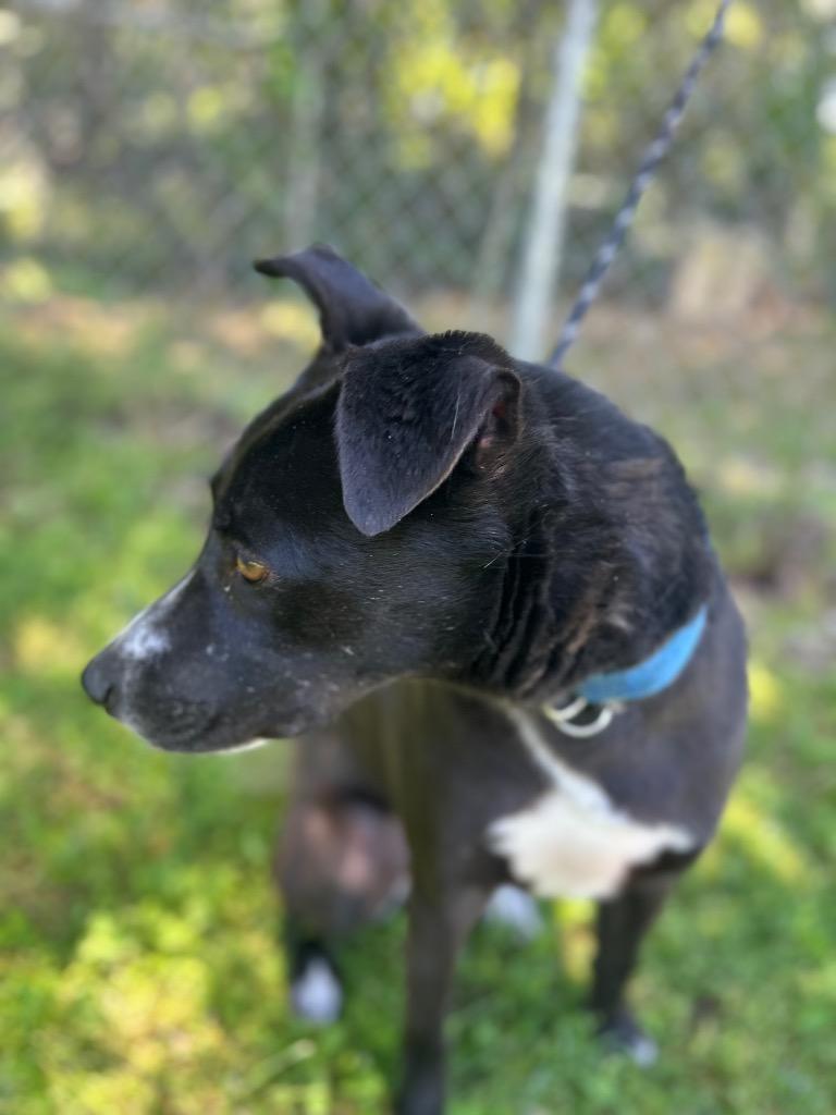 Enlarge Eli, a Adoptable Mixed Breed in Russellville, KY image 2/3