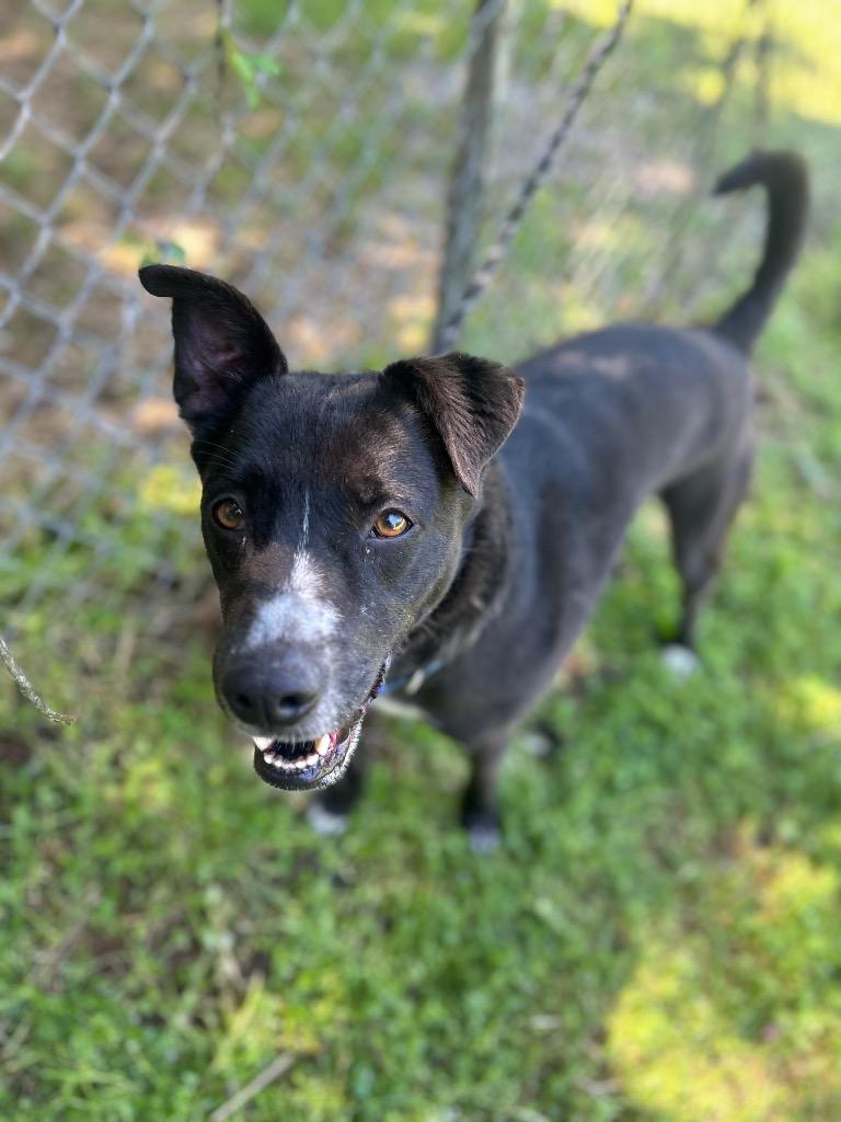 Enlarge Eli, a Adoptable Mixed Breed in Russellville, KY image 3/3
