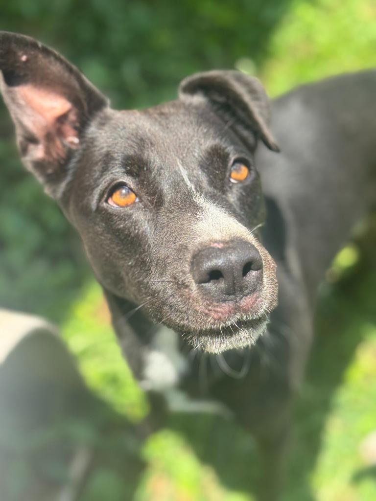 Enlarge Eli, a Adoptable mixed breed in Russellville, KY image 6/6