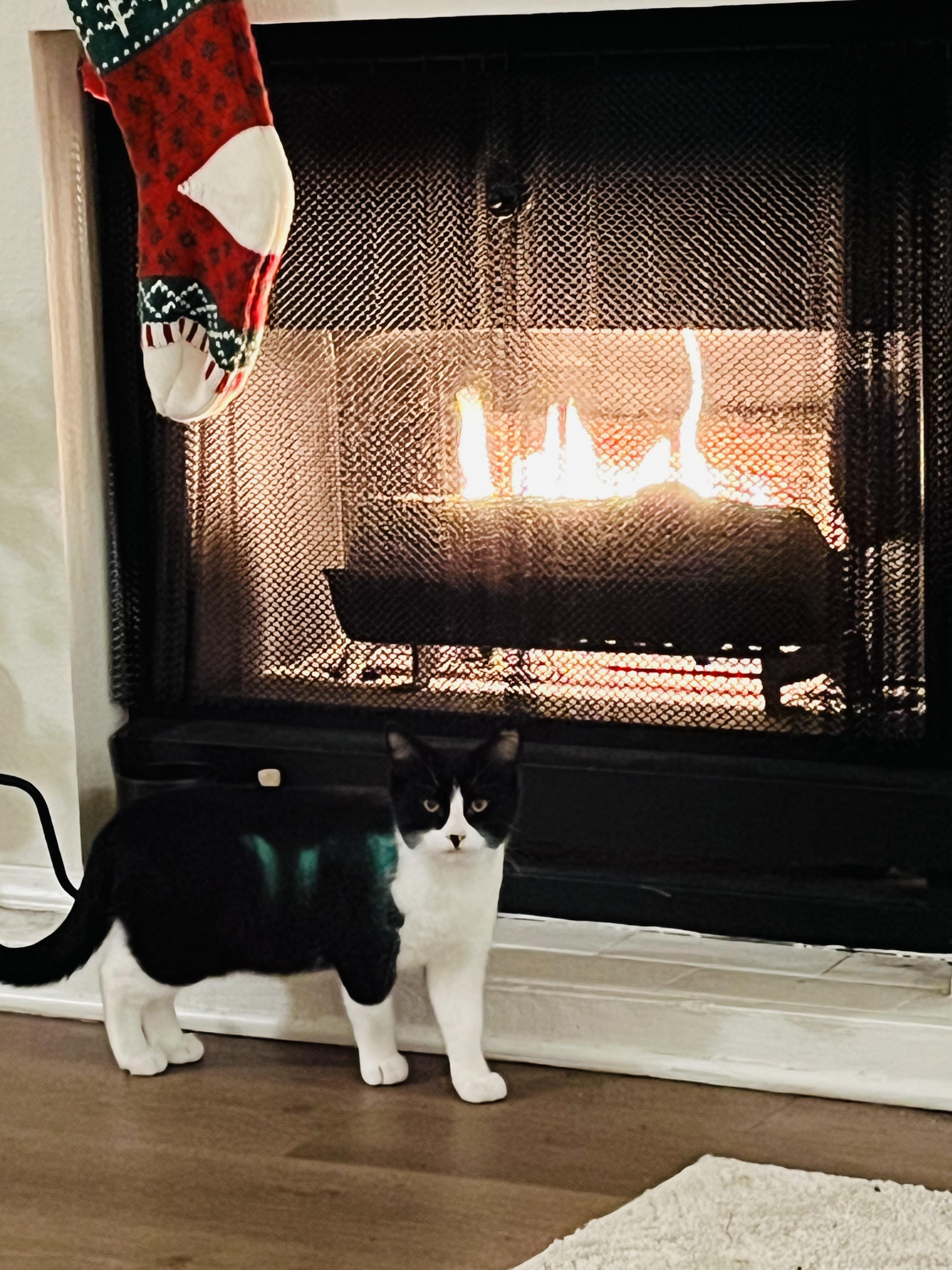 Jack — thumbnail 2