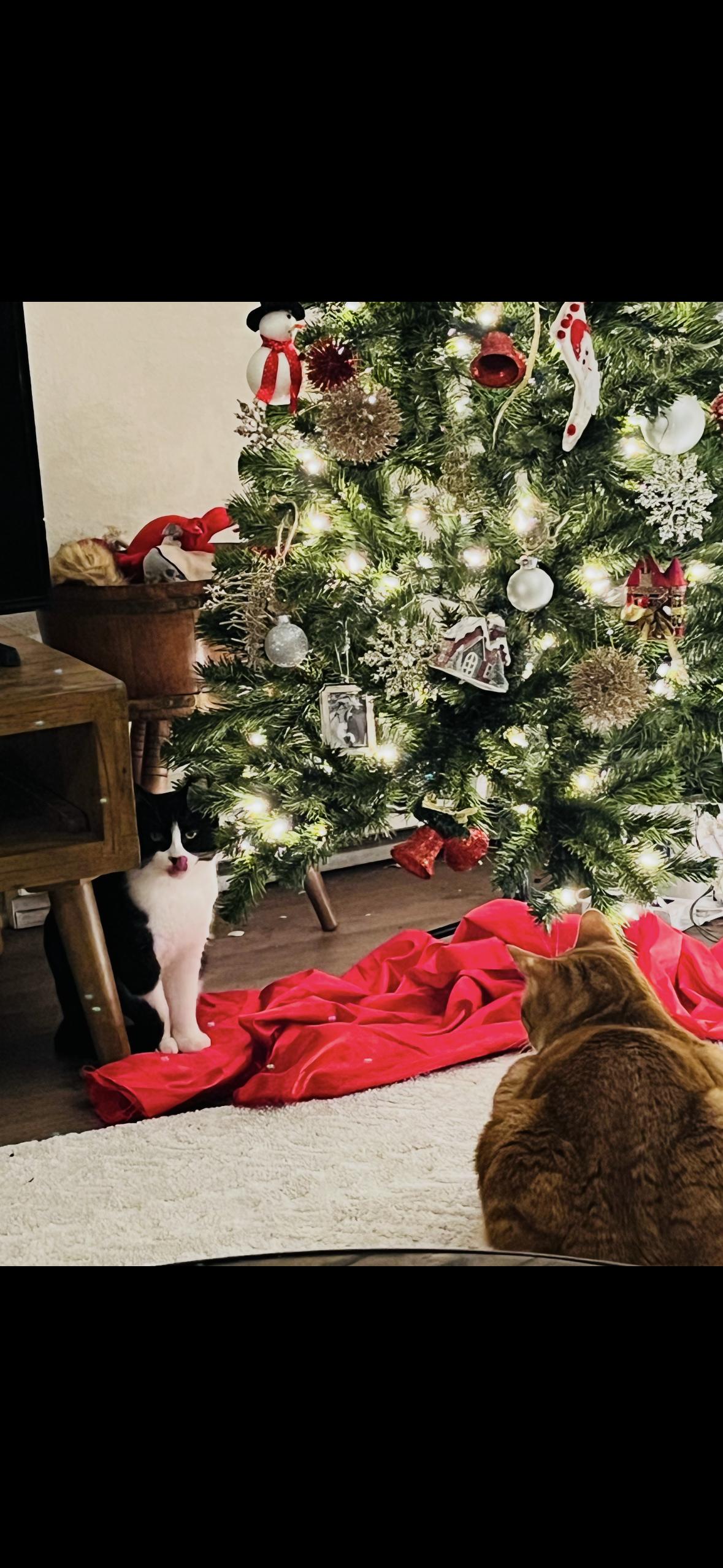 Jack — thumbnail 3