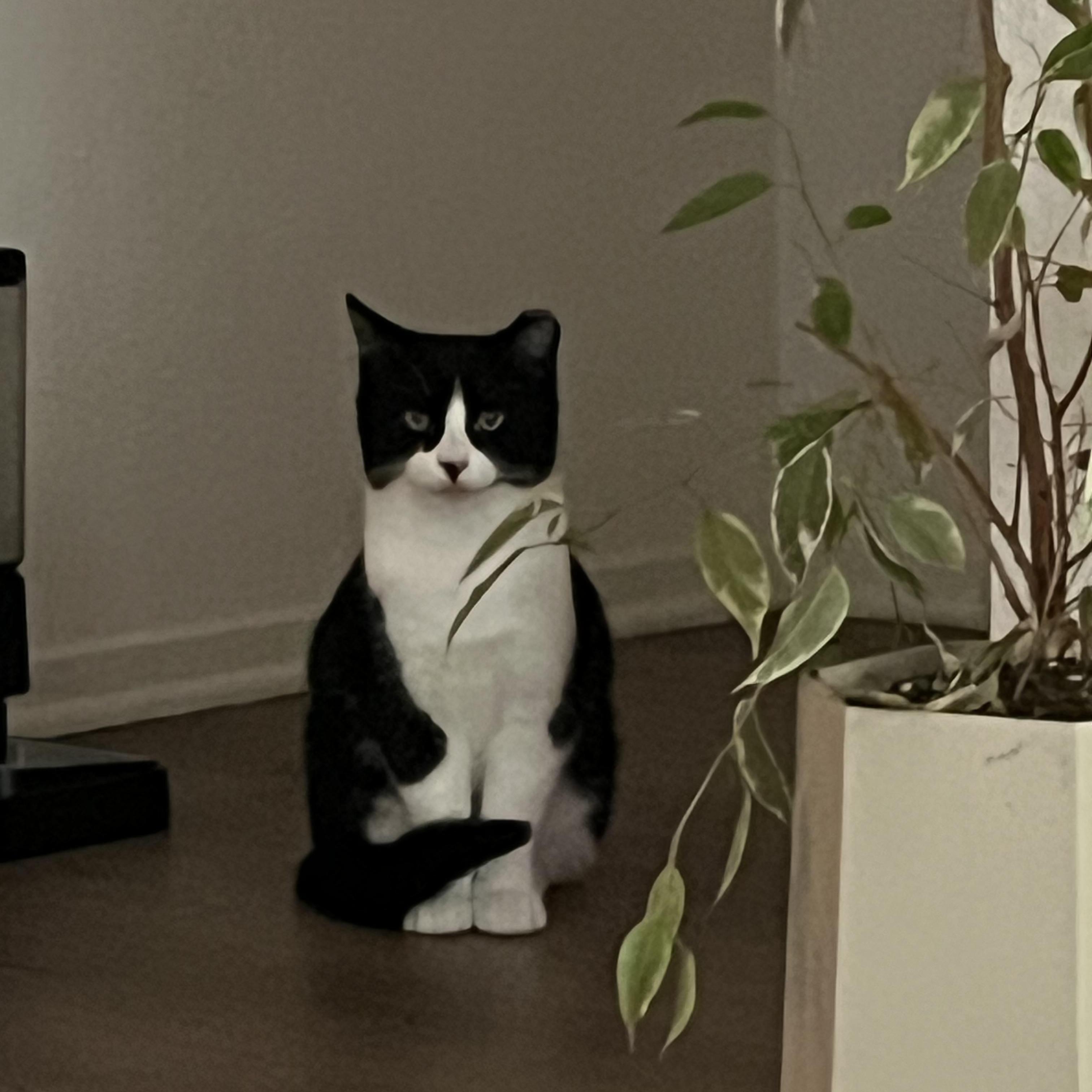 Jack — thumbnail 5