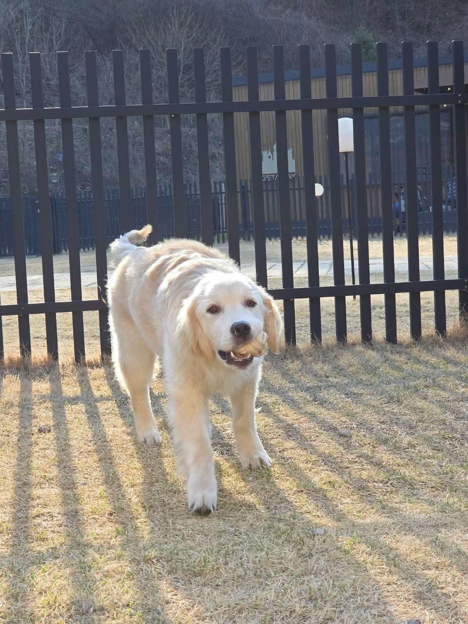DOKIE, Adoptable, Puppy Male Golden Retriever.