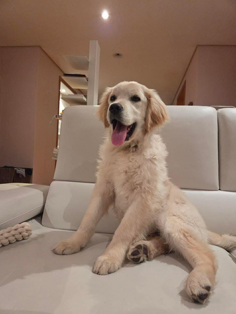 Enlarge DOKIE, a Adoptable Golden Retriever in Agoura Hills, CA image 2/3