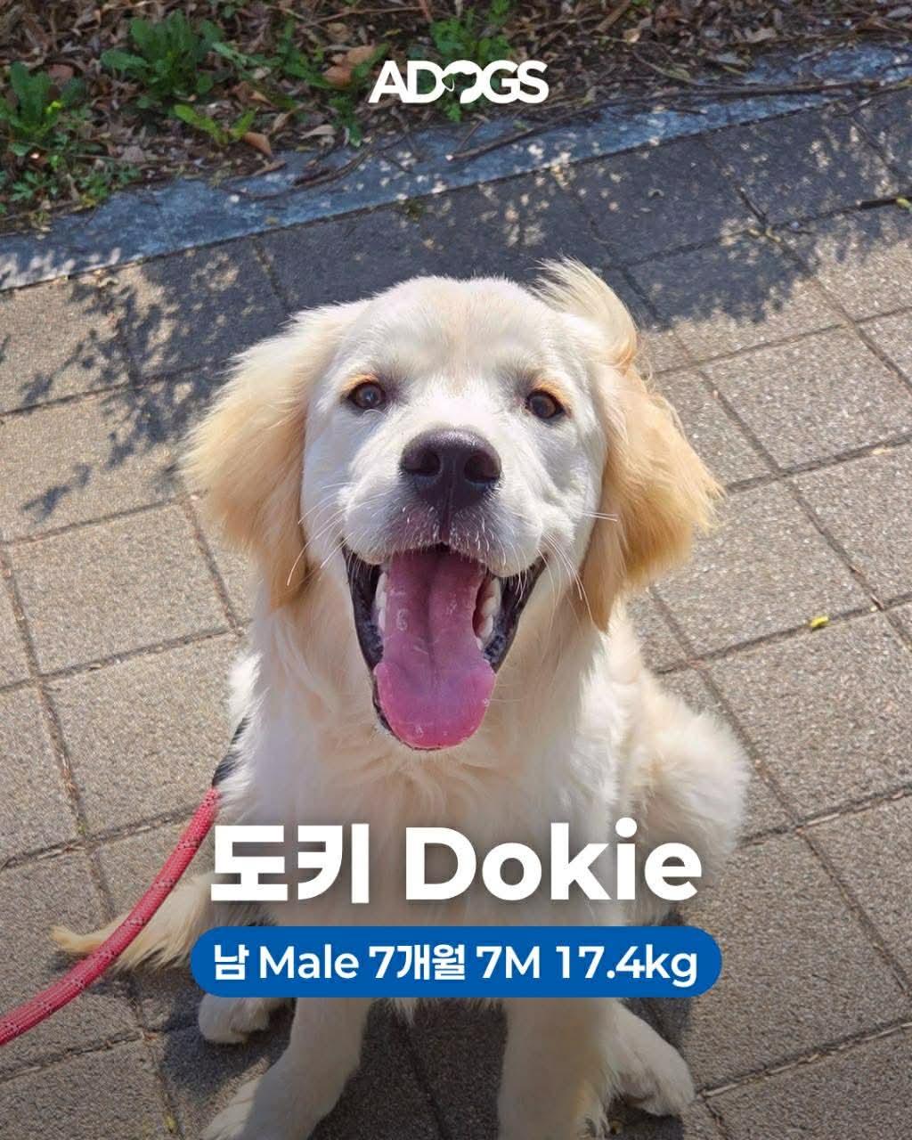 Enlarge DOKIE, a Adoptable Golden Retriever in Agoura Hills, CA image 3/3
