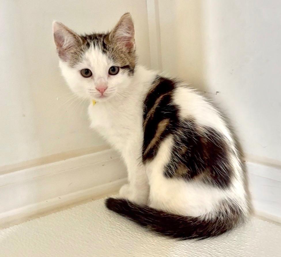 Apple, Adoptable, Kitten Female Domestic Short Hair.