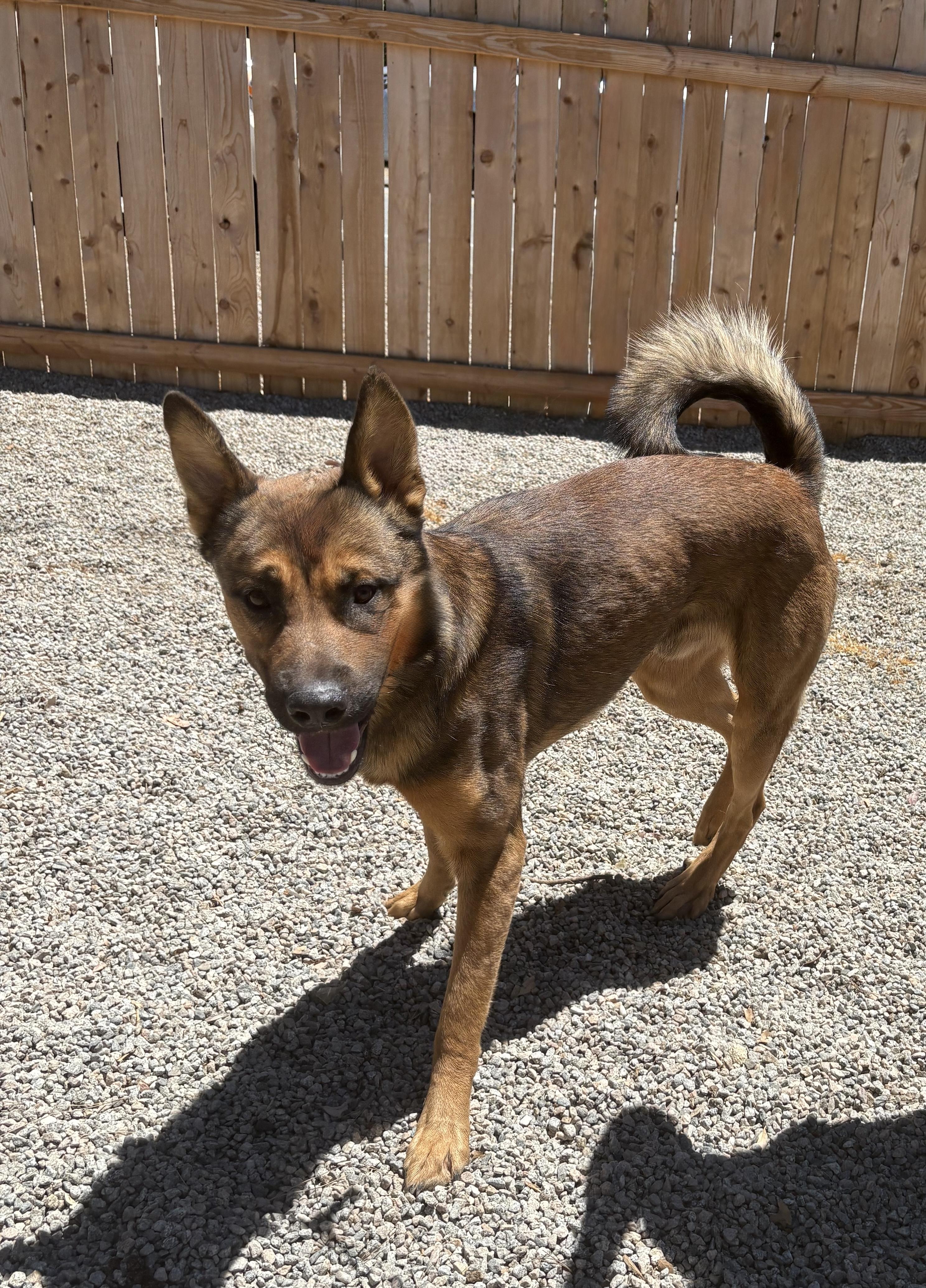 COOPER, a Adoptable mixed breed in Portland , OR image 4/4