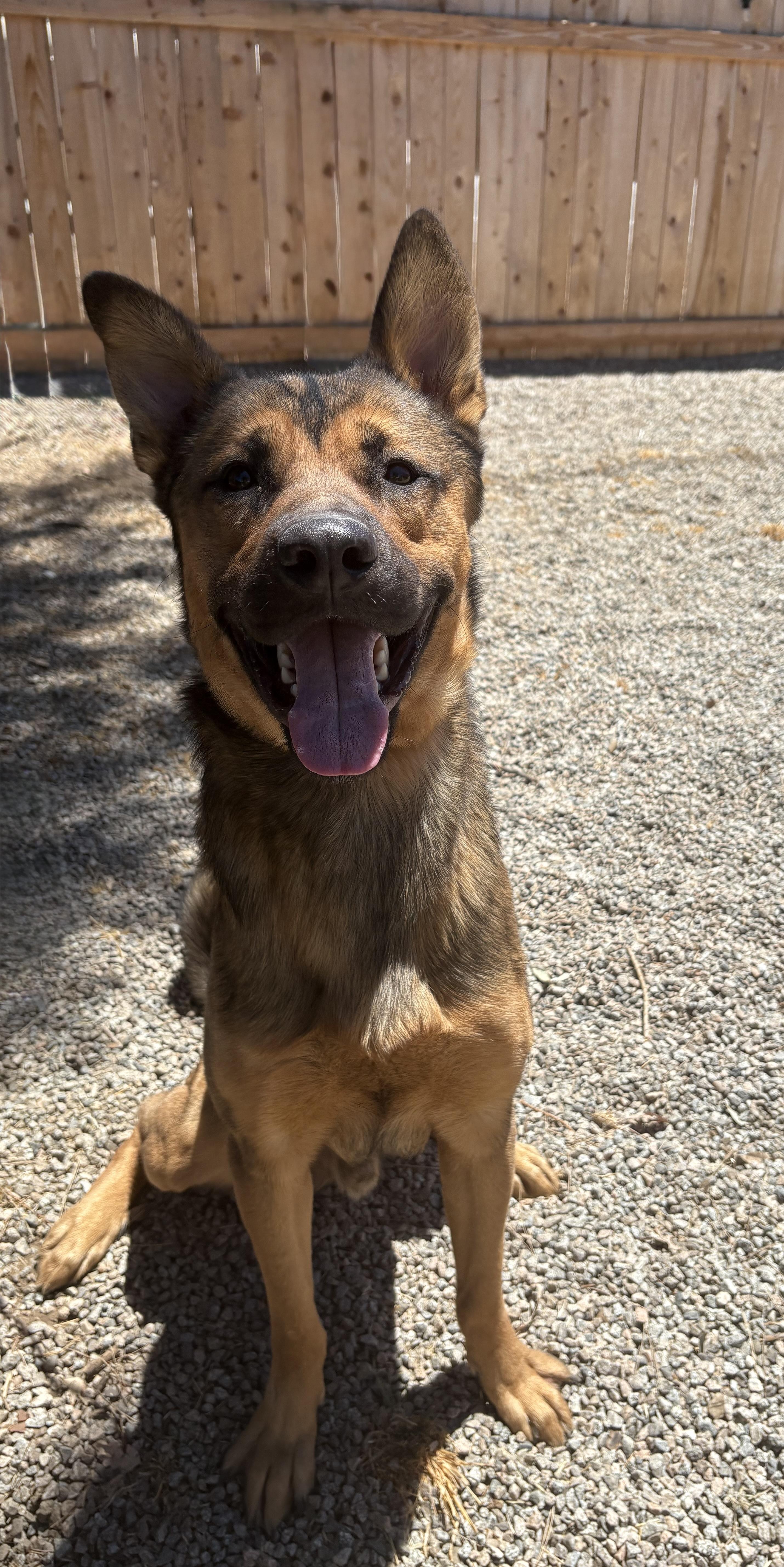 COOPER, a Adoptable mixed breed in Portland , OR image 3/4