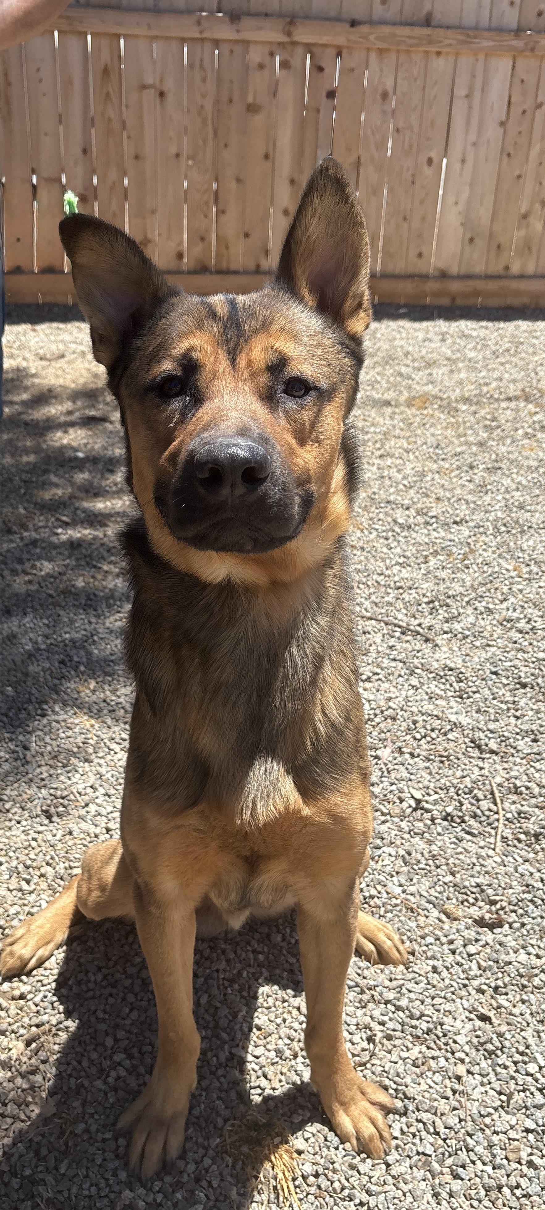 COOPER, Adoptable, Adult Male Belgian Shepherd / Malinois & German Shepherd Dog.