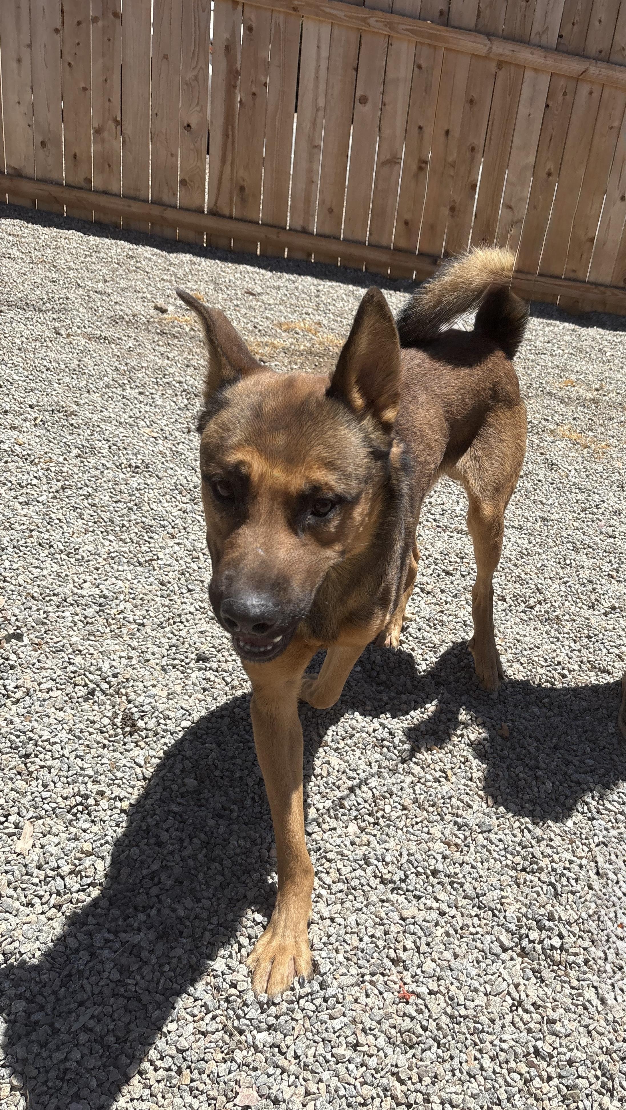 COOPER, a Adoptable mixed breed in Portland , OR image 2/4