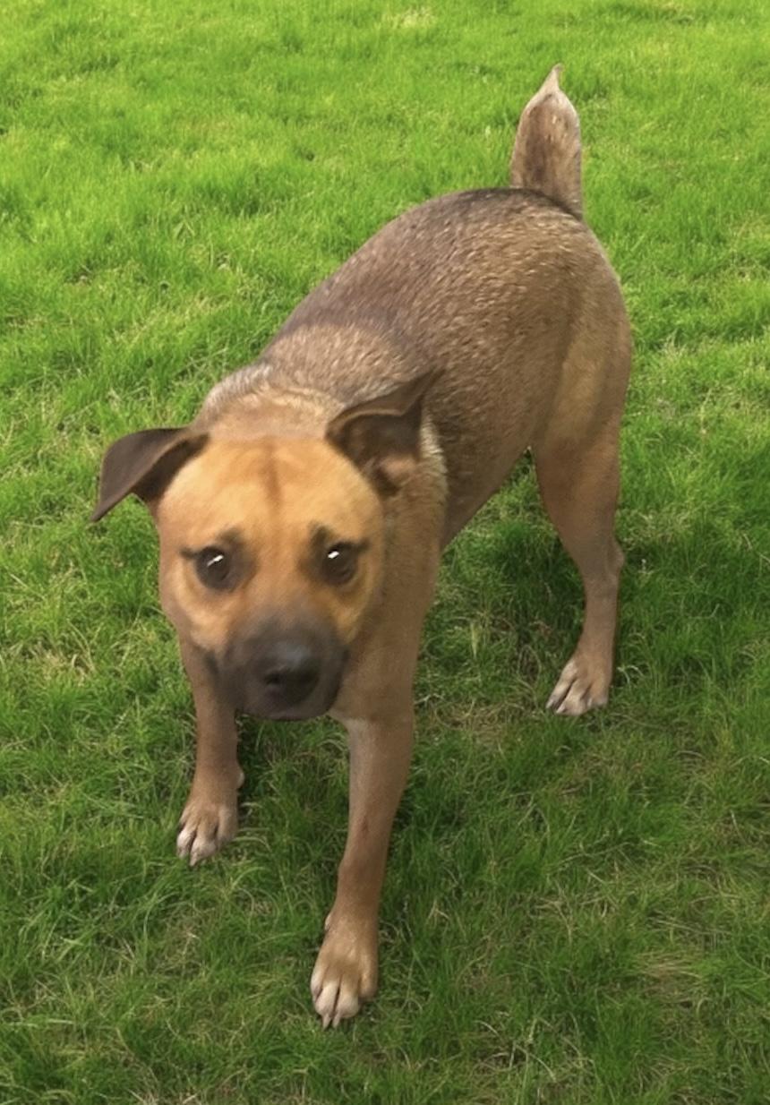 Enlarge Jack, a Adoptable Mixed Breed in Rayne, LA image 2/4