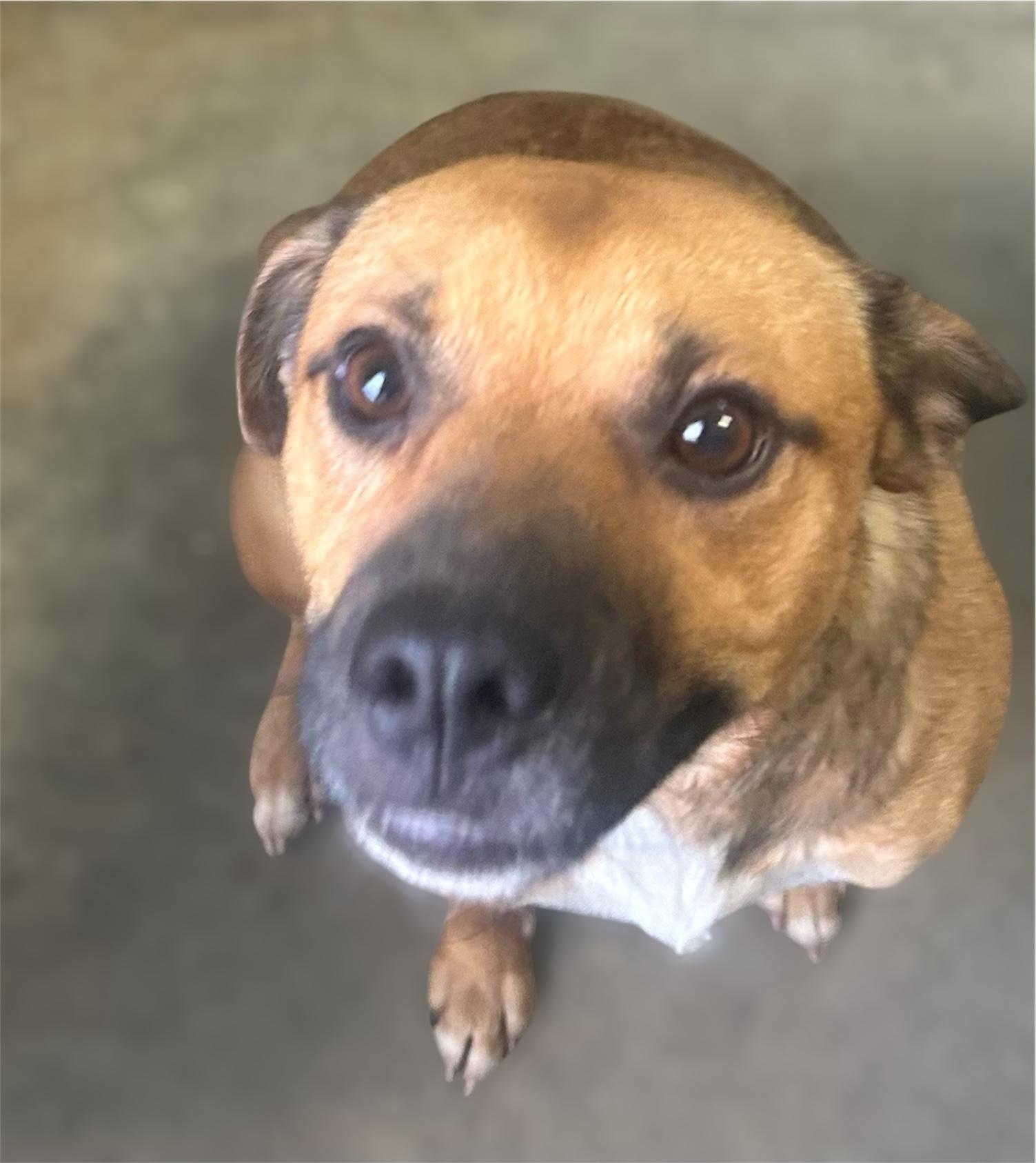 Enlarge Jack, a Adoptable Mixed Breed in Rayne, LA image 3/4