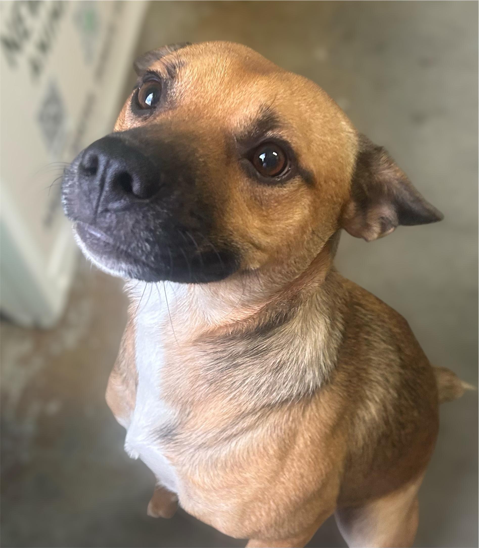 Enlarge Jack, a Adoptable Mixed Breed in Rayne, LA image 4/4