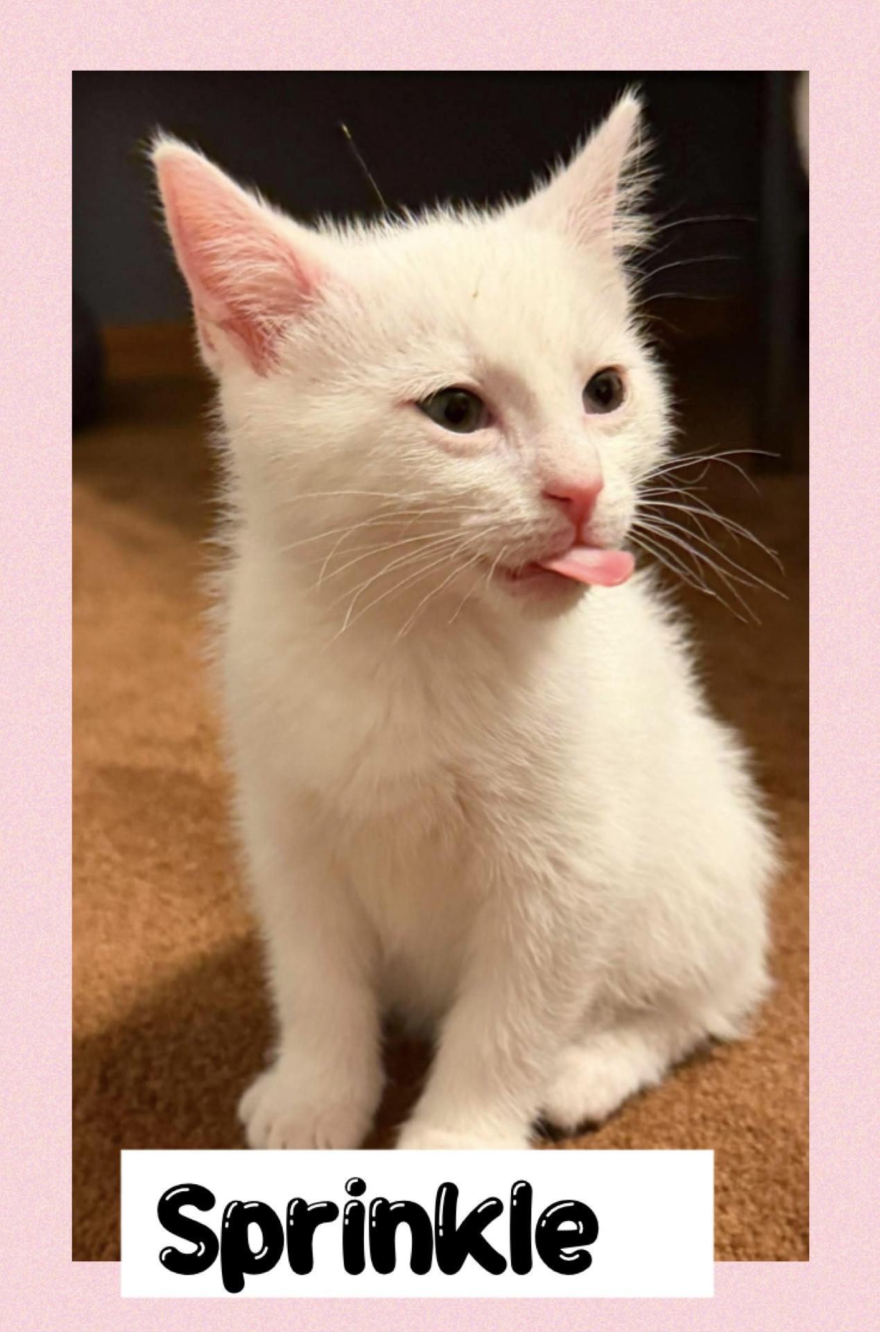 Enlarge Sprinkle, an adopted Domestic Short Hair in Newton Falls, OH image 1/1