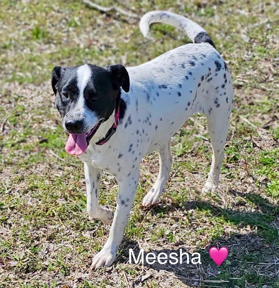 Enlarge Meesha, a Adoptable mixed breed in Rockwall, TX image 1/6