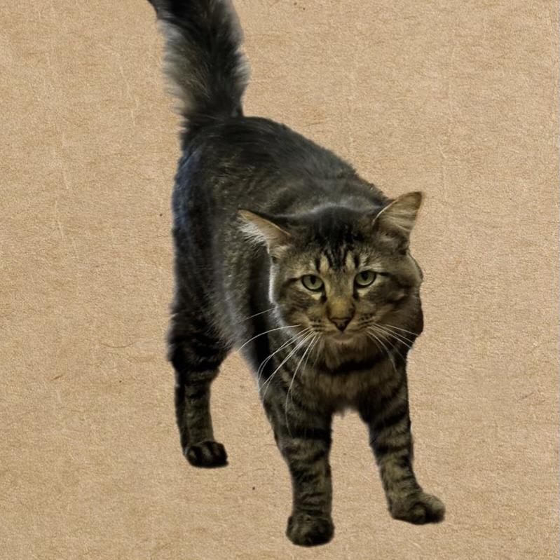 Enlarge Franklin, a Adoptable Domestic Medium Hair in Midland, TX image 1/1