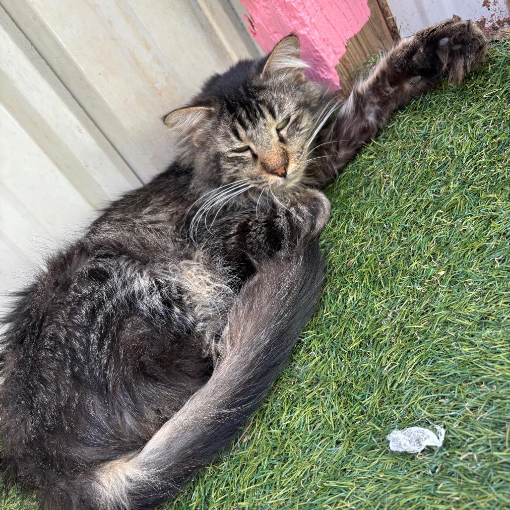 Enlarge Franklin, a Adoptable Domestic Medium Hair in Midland, TX image 2/2